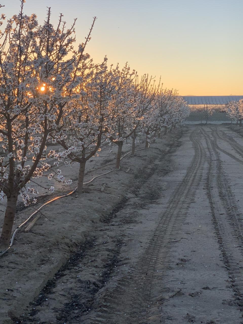 CA Almond Bloom in February