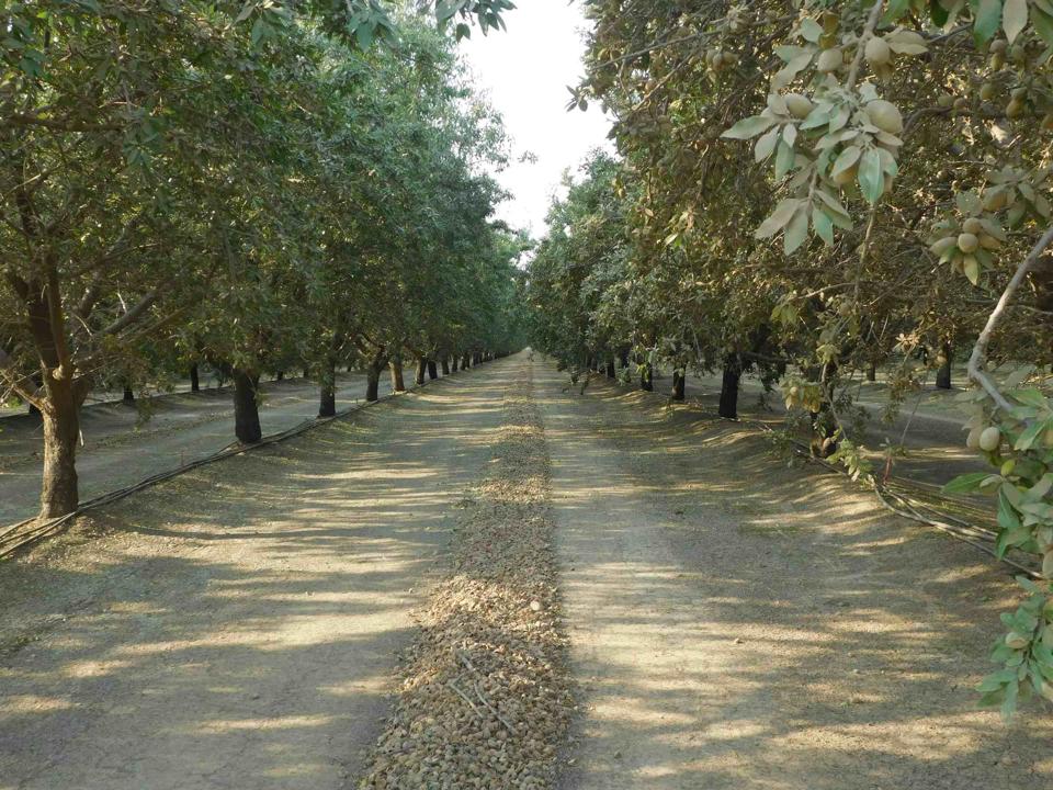 Almonds Swept Into Neat Rows