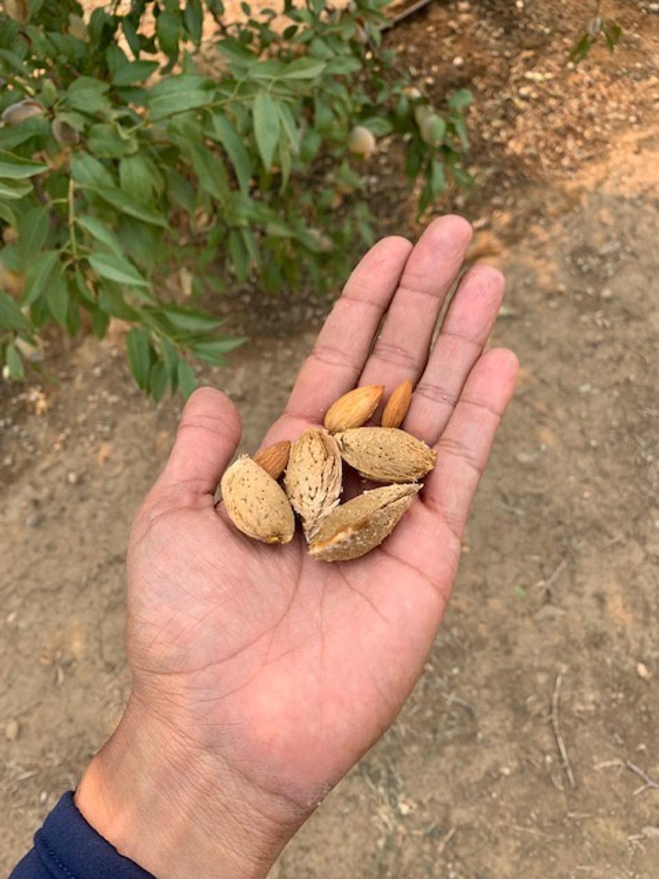 Almond Kernels In Shell