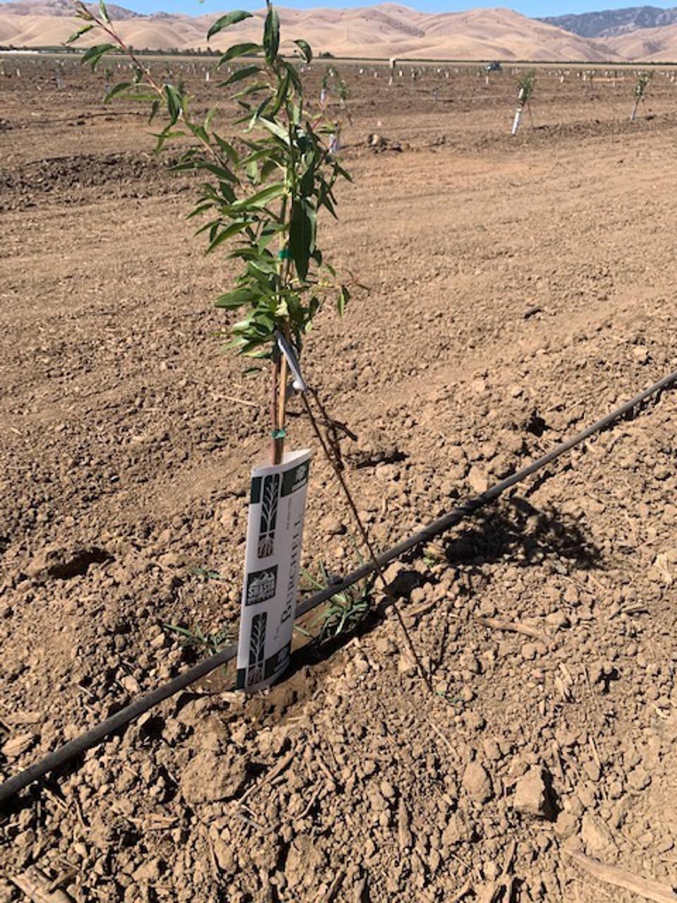 Newly Planted Almond Tree