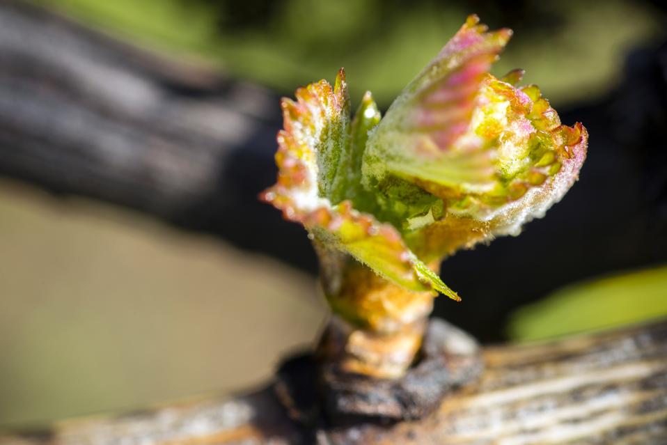Grapevine Bud Break Vineyard