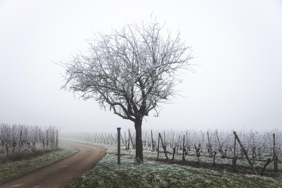 Bare tree in vineyard during winter