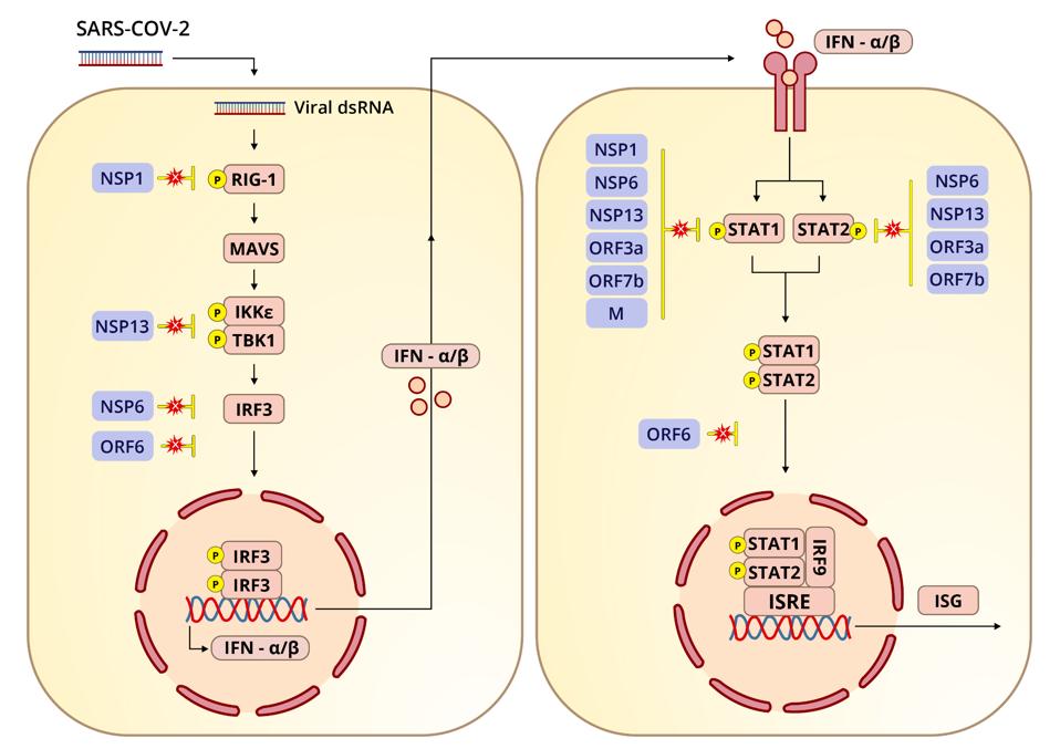 Diagram depicting how SARS-CoV-2 interferes with interferon signaling pathways