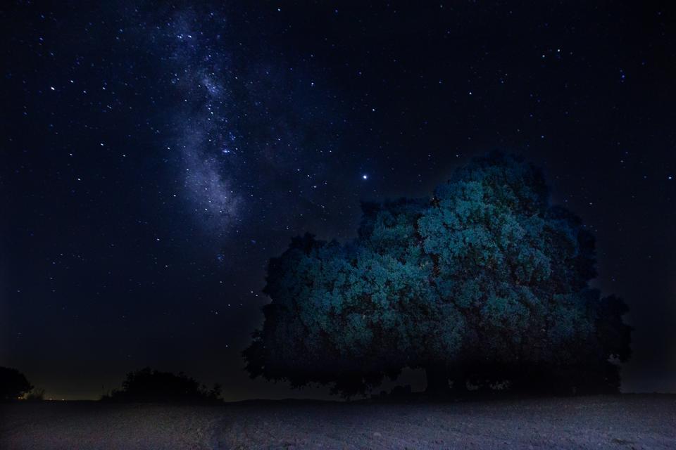 View Of Star Field Against Sky At Night. Milky Way. Tree