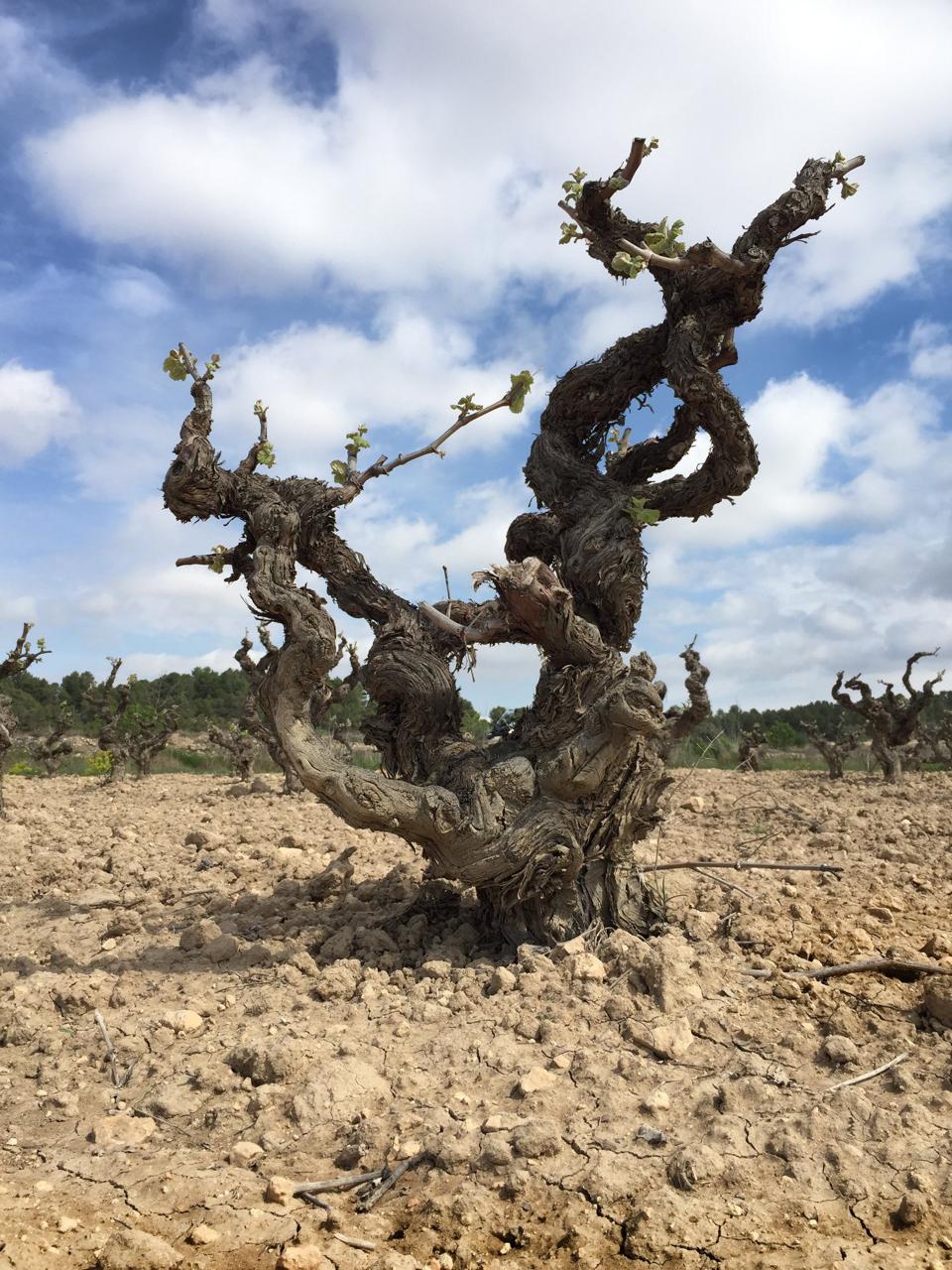 Close Up of Old Bush Vine   Photo Credit Bodegas Piqueras