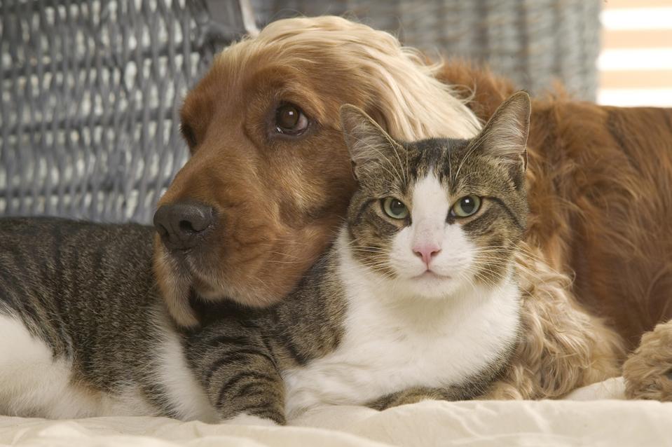 Cocker spaniel relaxing with a cat, Canis familiaris