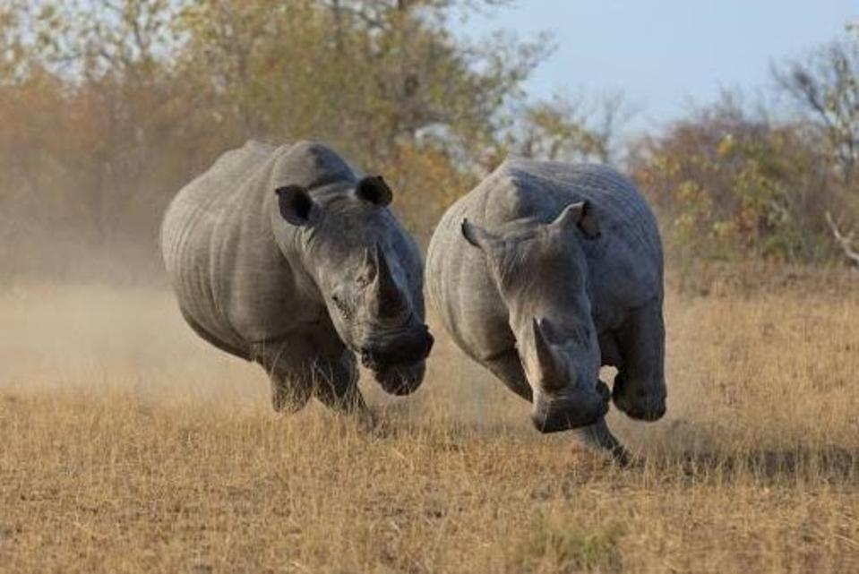 White rhinos running