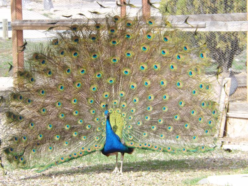 The Peacock Strut: Shake Your Entrepreneurial Tail Feather