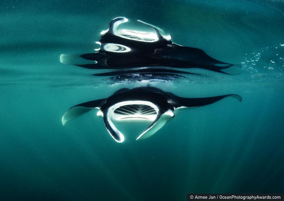 Best Undersea Photography 20 Winners Of Ocean…