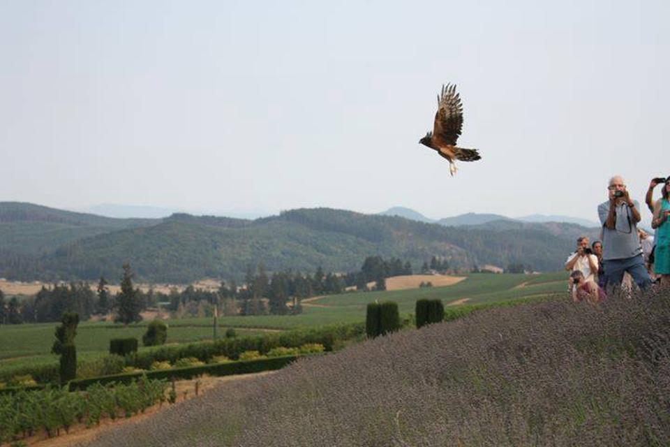 KE NOH3, bird flying over field