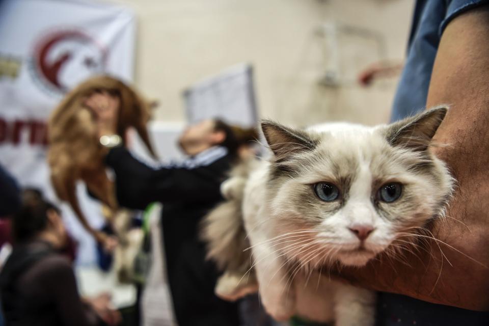 Next Time Your Cat Gets Shots, Ask About FISS