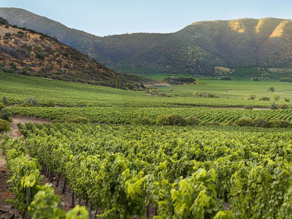 5z2trgjh vineyards in front of mountains