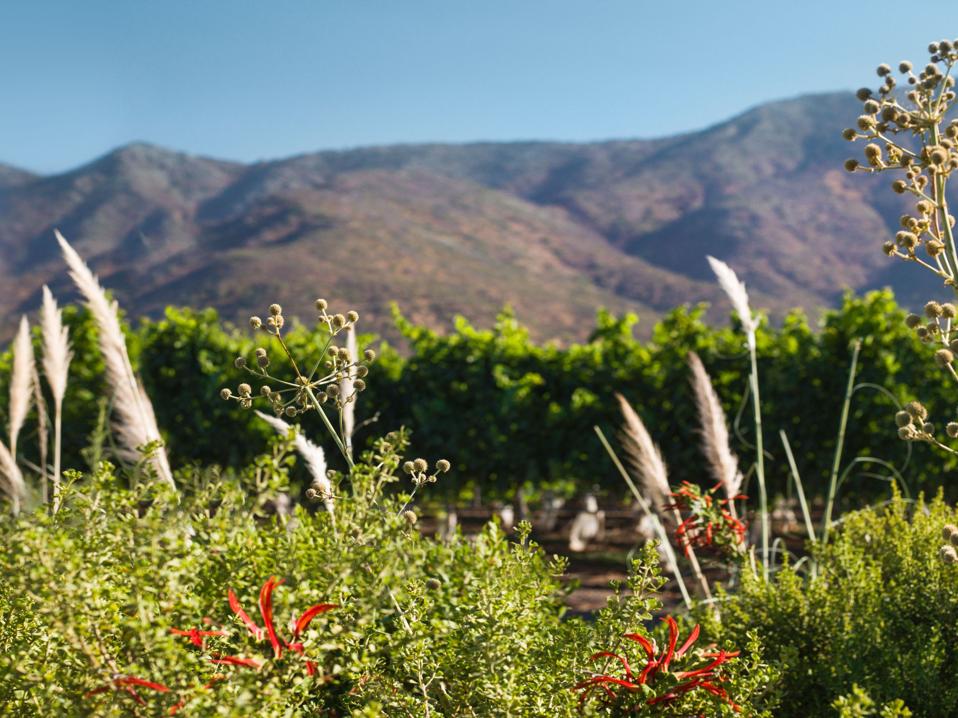 jVR3FzRl plants and vineyard