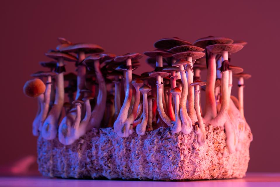 psilocybin occasioned mystical experiences in the treatment of tobacco addiction PDF) Psilocybin-Occasioned Predictors of the Effectiveness of