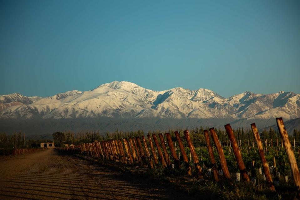 2 Mountains in the Background with Snow and Vineyards  Photo Credit  Catena Zapata