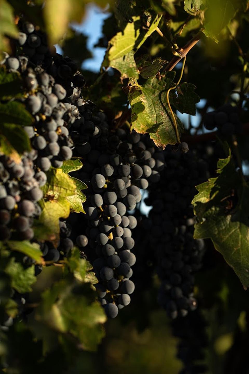Malbec Grape Bunches  Photo Credit Catena Zapata