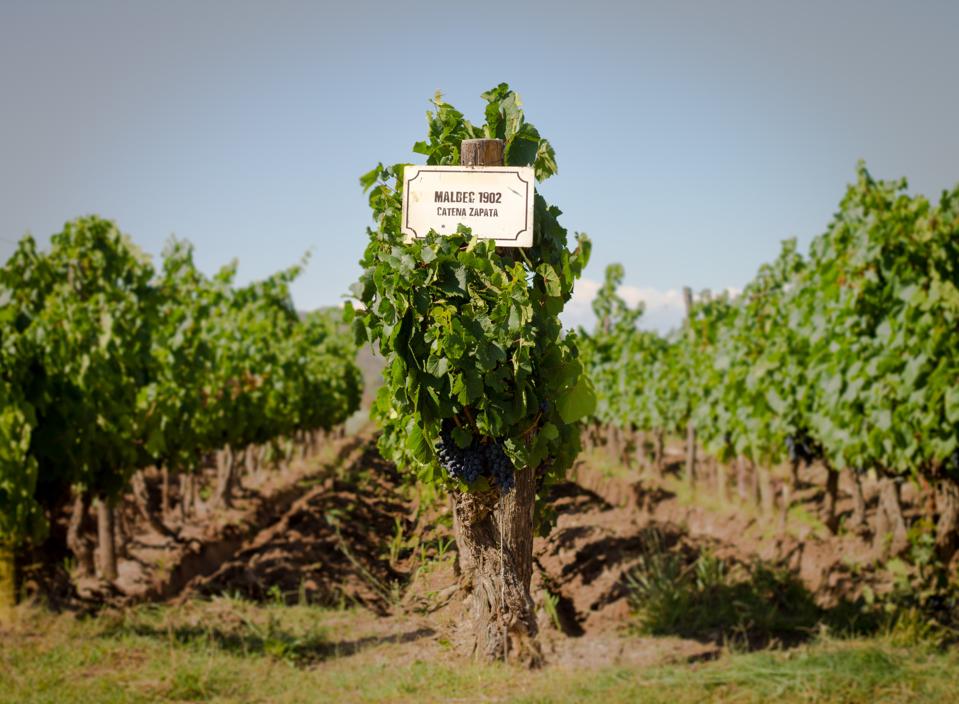 Malbec Angelica Vineyard - Ph Credit Catena Zapata