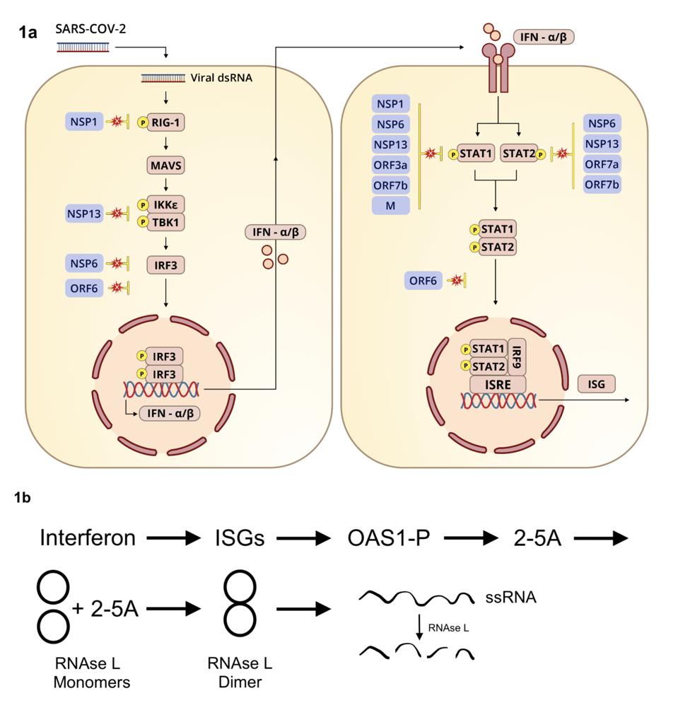 Interferon induction pathway