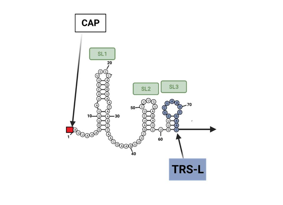 OAS1 binding to stem-loops 1 and 2