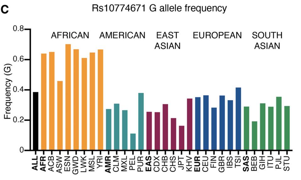 Allele frequency