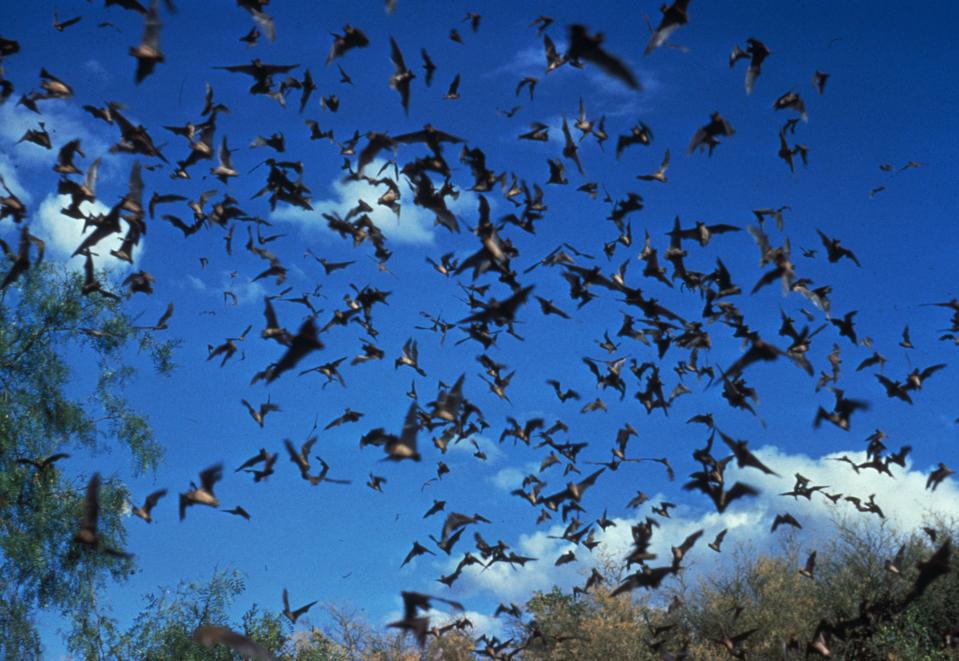 Horde of Bats