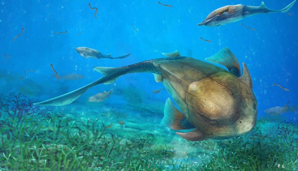 US WASHINGTON DC CHINA FISH FOSSIL-QINLINYU