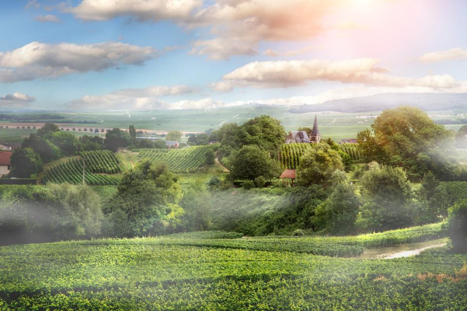 Sunrise on vineyard , Montagne de Reims, France