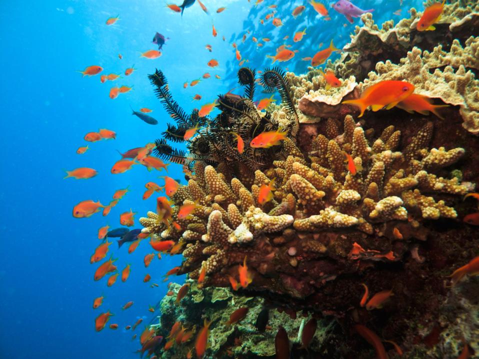 Picture Idea: Heat Tolerant Endangered Corals Could Help Revive Declining Reefs