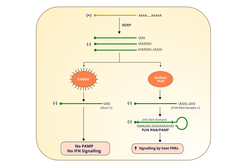 Model depicting EndoU cleavage of PUN RNAs