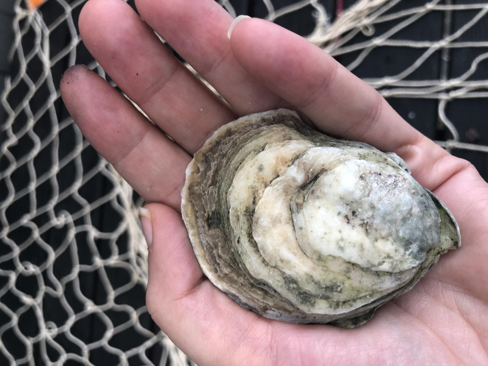 The oyster I found while walking the Brewster Flats.