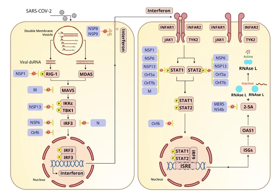 Production of interferon and interferon-stimulated genes