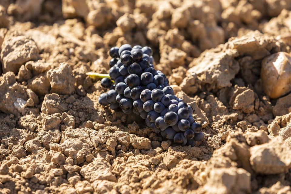 Tempranillo Grape Bunch in Ribera del Duero  Photo Credit Tempos Vega Sicilia
