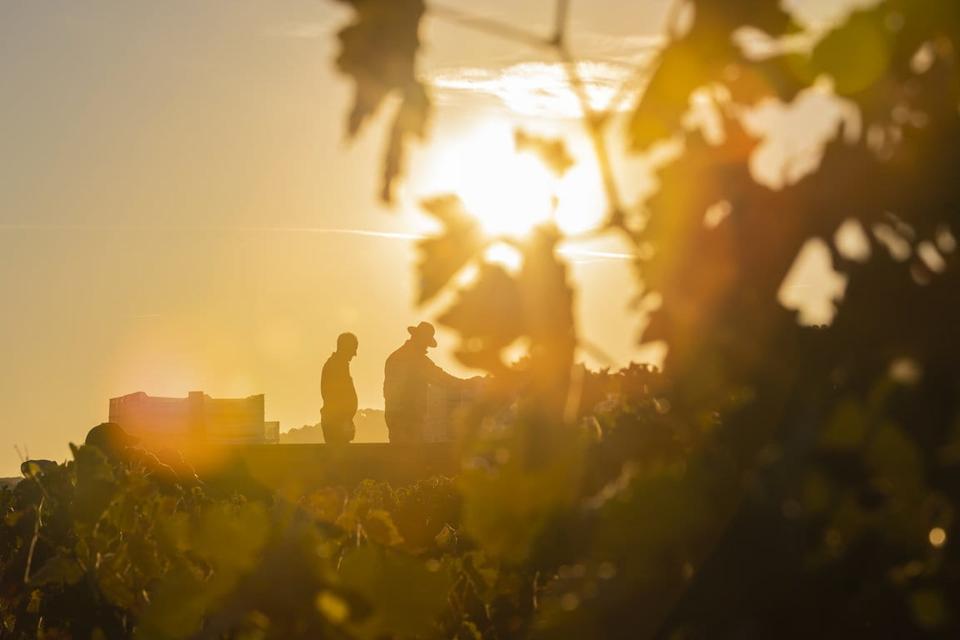 Working in the Vega Sicilia Estate