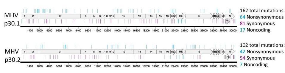 Resistance and mutational profiles of MERS-CoV after 30 passages in the presence of NHC