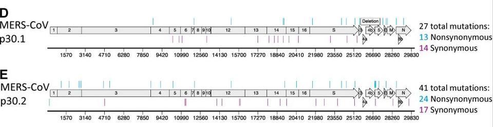 Resistance and mutational profiles of MHV after 30 passages in the presence of NHC
