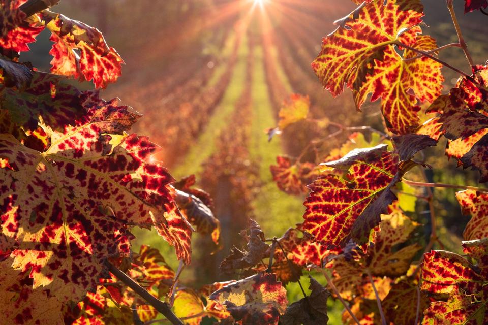 Vineyards during the fall season