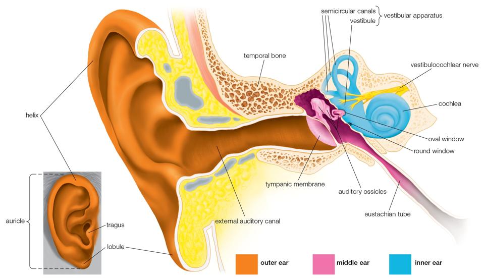 semaglutide ear ringing Vibration in the Ear: What Causes It and How to Make It Stop Similasan® Ear Ringing Remedy Ear