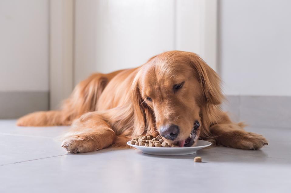 10 Best Dog Food Delivery Services 10 Best Dog Food Delivery Services