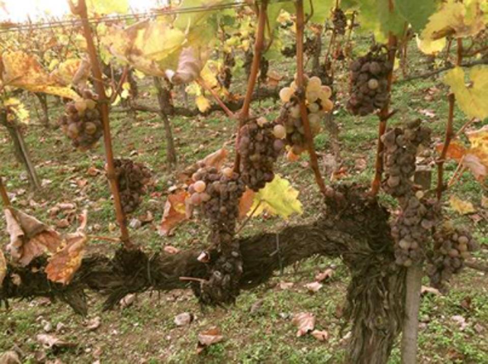 UNESCO recognized Tokay's long tradition in wine making