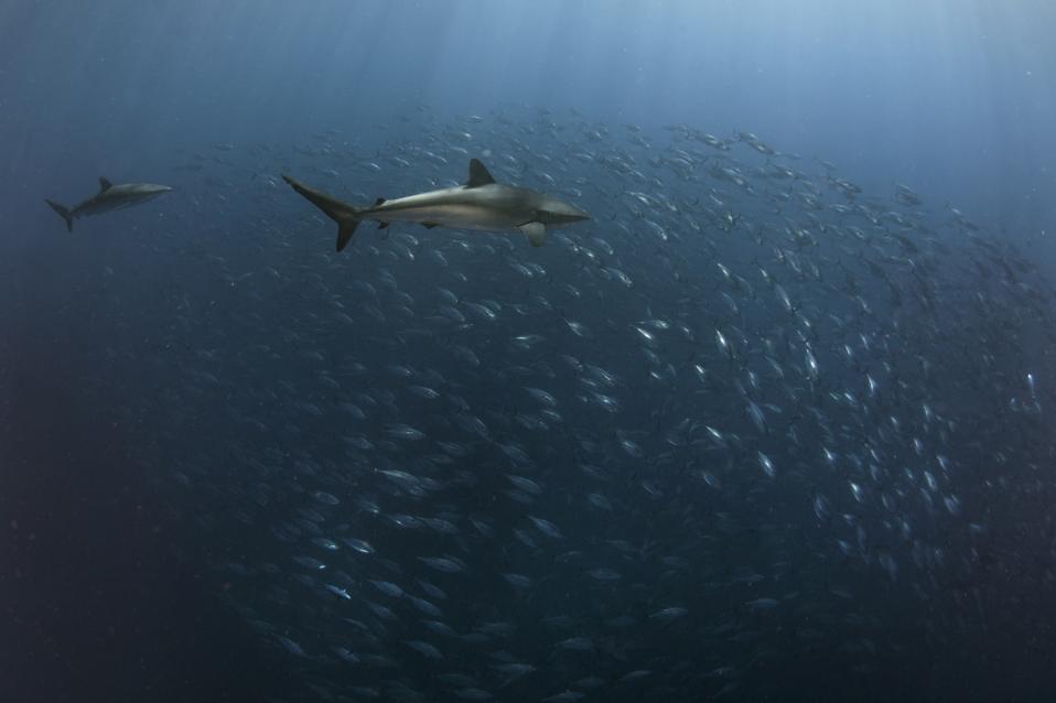 Underwater in Revillagigedo