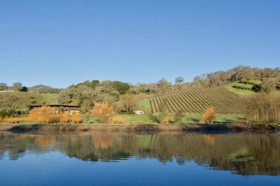 Rows of vines surrounded by trees sit above a small pond at Saracina.