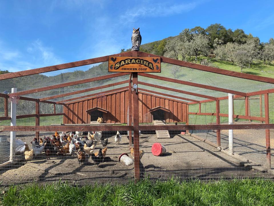 A large wood-framed, wire covered coop houses a flock of chickens at Saracina