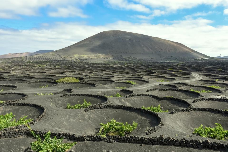 Winemaking techniques in extreme volcanic landscape in Lanzarote, Canary islands, Spain