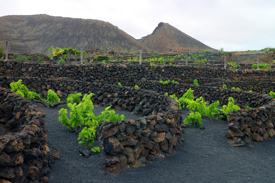 Lanzarote La Geria region vineyard on black volcanic soil.