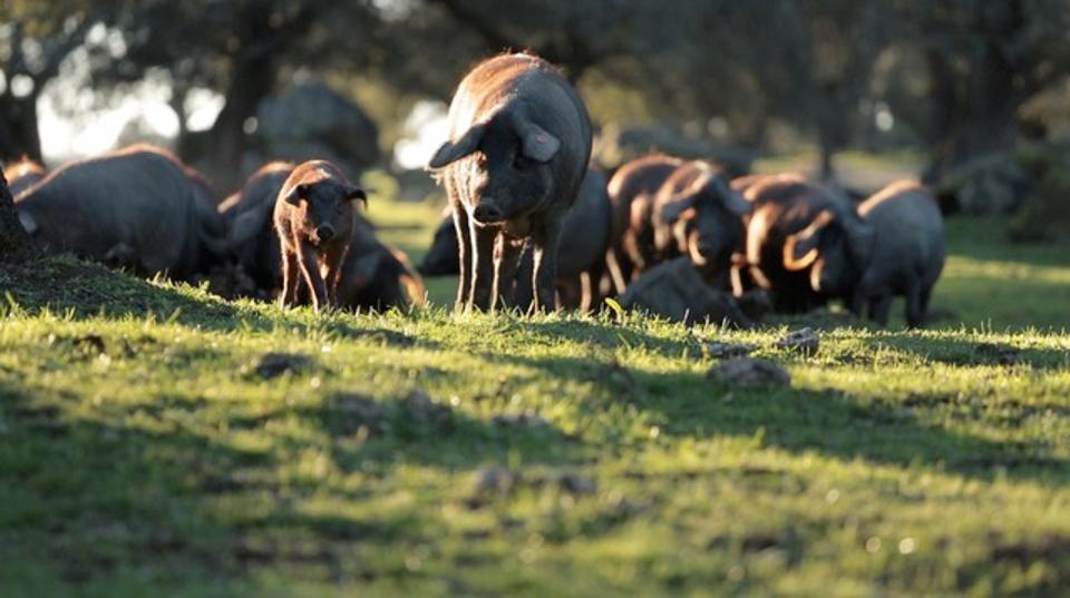 Iberico pigs in the forest near Jabugo in Southwestern Spain