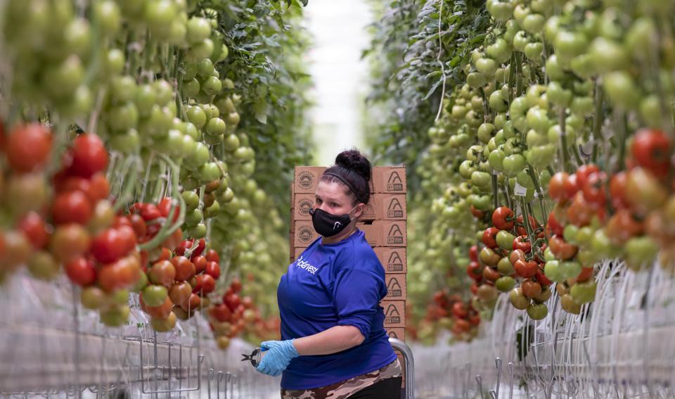 A woman in a blue shirt and black mask walks through aisles of tomatoes