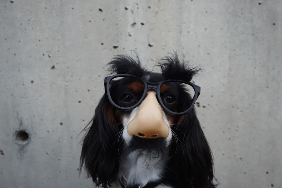 dog in fake nose disguise-Braydon Anderson-wOHH-NUTvVc-unsplash