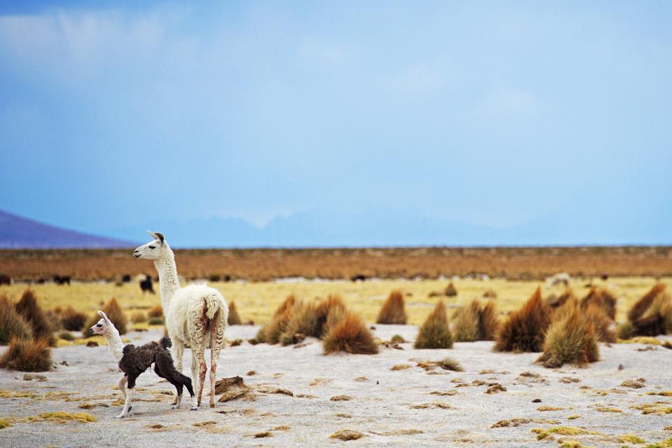 Fueguia 1833 Unveils A Scent Inspired By Wool