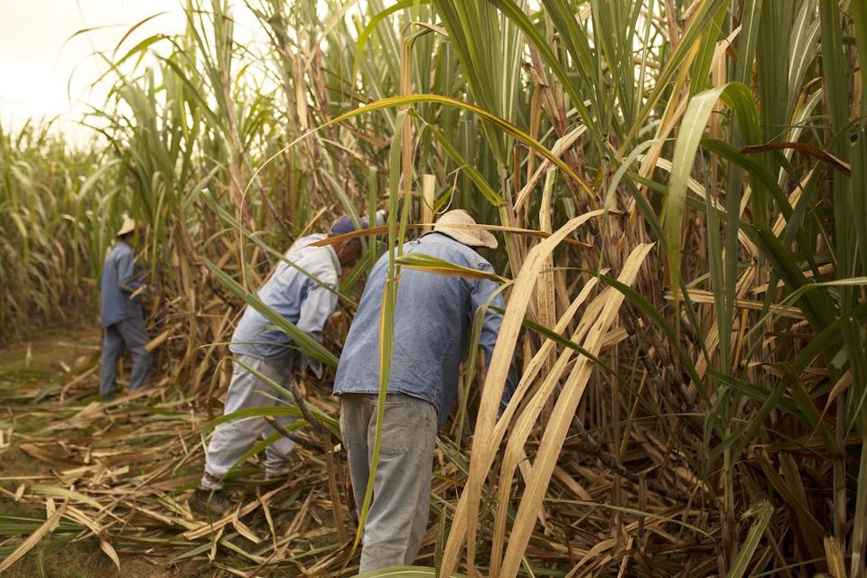 Workers harvesting sugar cane