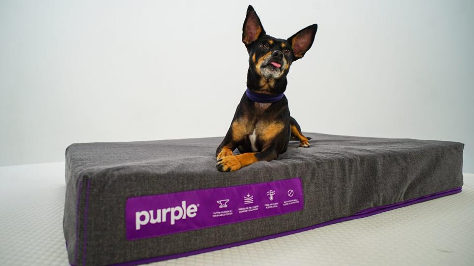 k9 beds